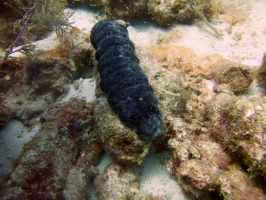 Sea Cucumber IMG 7268